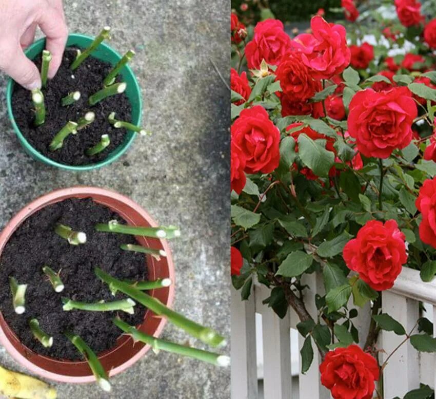 Посадка роз из букета в домашних условиях. Черенок розы флорибунда. Черенки кустовой розы. Черенки плетистой розы.