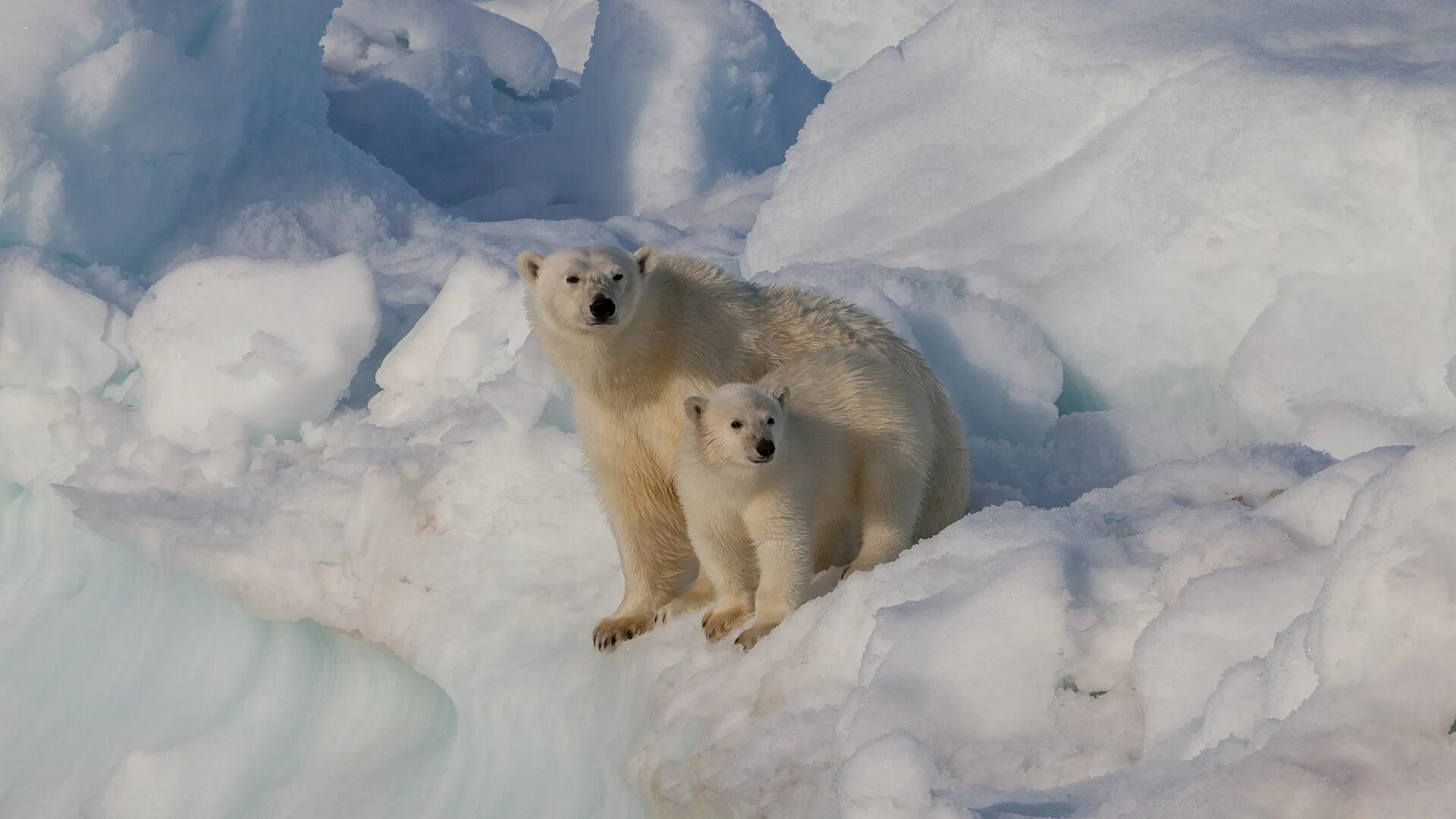 Ice animals. Северный Ледовитый океан белый медведь. Ледовитый океан с медведем. Белые медведи во льдах Северного Ледовитого океана. Шпицберген белые медведи.