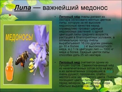 Выделение нектара растениями
