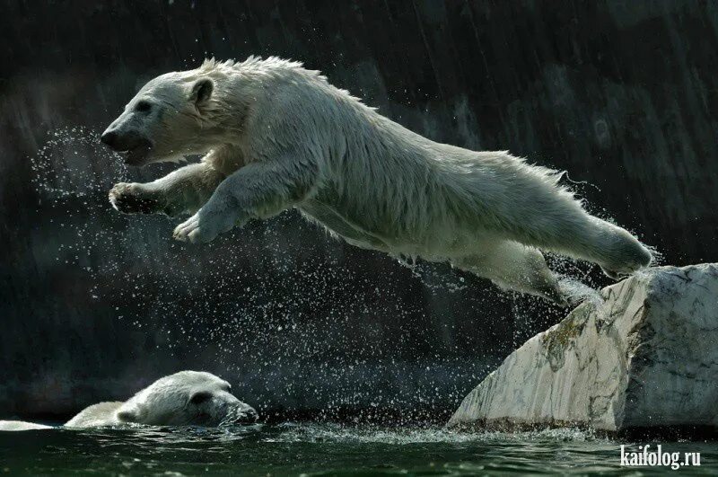 Белый медведь в прыжке. Белый медведь бежит. Белыймедведь бежжжжит. Белый медведь в движении. Белый медведь бег