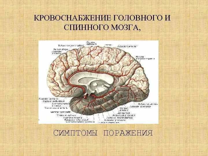 Поступление крови в мозг. Кровообращение головного и спинного мозга. Кровоснабжение спиной мозга. Кровоснабжение спинного мозга. Кровоснабжение головного и спинного.