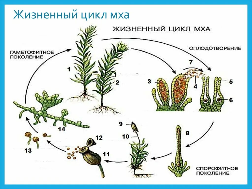 Этапы жизненного цикла кукушкина льна. Цикл развития мха Кукушкин лен. Жизненный цикл мха Кукушкин лен без подписей. Жизненный цикл Кукушкина мха. Цикл развития мохообразные сфагнум.