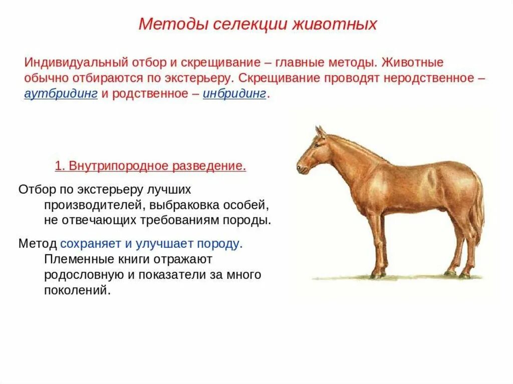 Формы отбора применяемые в селекции. Методы селекции близкородственное скрещивание. аутбридинг в селекции животных. методы селекции животных внутрипородное разведение. гибридизация неродственная аутбридинг селекция животных.