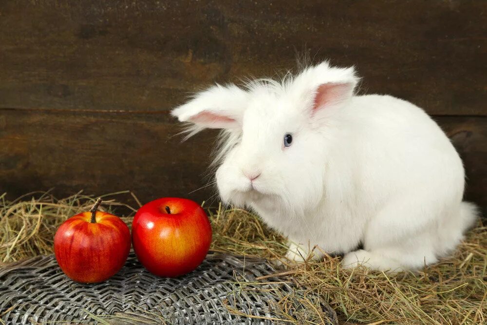Можно кролику яблоко. Кролик с яблоками. Кролик ест яблоко. Яблочки в виде кроликов. Декоративный кролик ест яблоко.