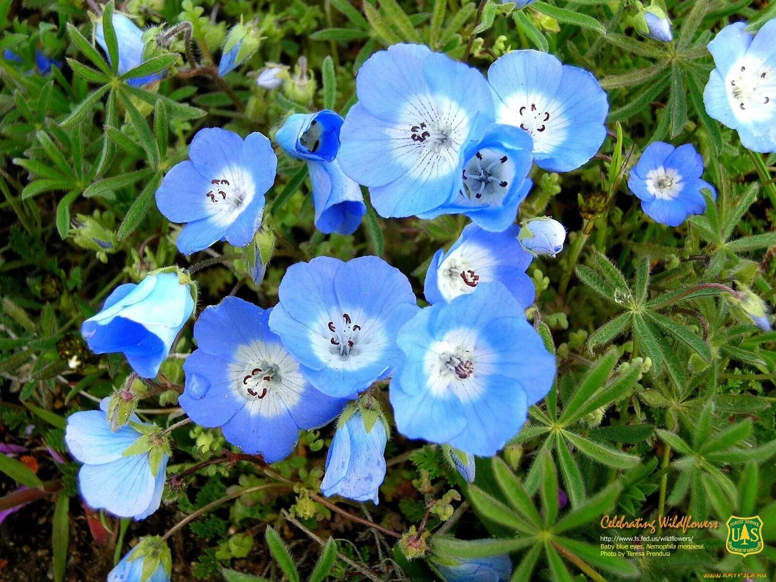 Где растет голубой цветок. Немофила менциса. Немофила Блу. Немофила менциса голубая. Немофила менциса бебиблуайз.
