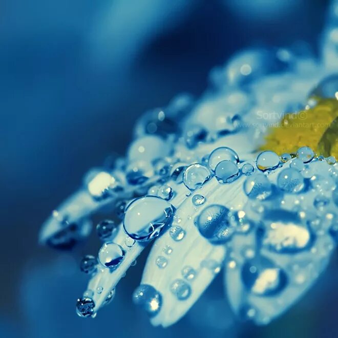 Макросъемка природа. Красивые водяные капли. Красивые капли. Красивые картинки капелек. Цветы макросъемка.