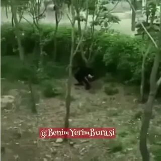 Какает в кустах