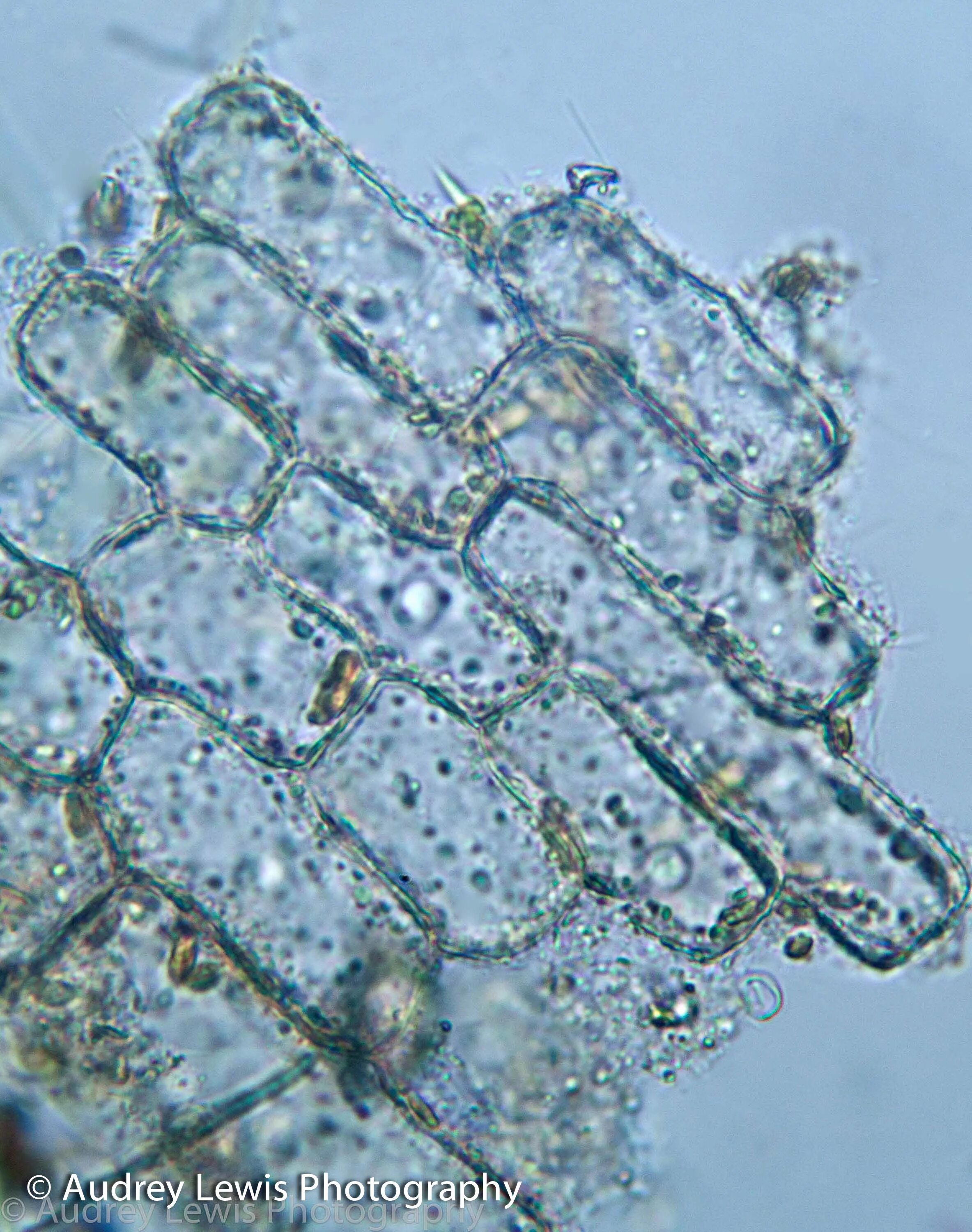 Клетка воды под микроскопом. Замороженные клетки. Клетка в микроскопе.