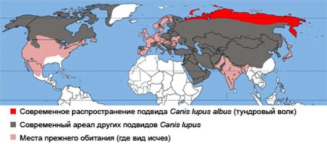 Полярный волк где находится на карте. Арктический волк ареал обитания. Тундровый волк ареал обитания. Полярный волк ареал обитания. Ареал обитания полярного волка в России.