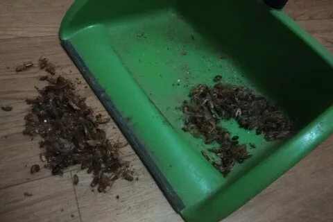 Запах тараканов