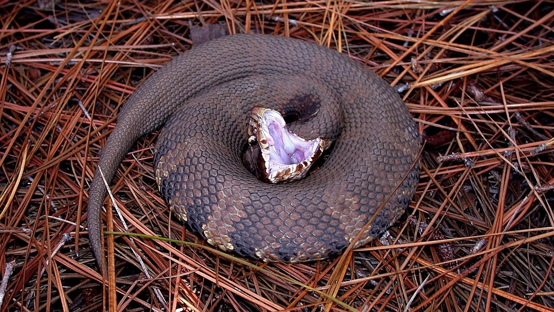 Что будет если змей укусит. Водяной щитомордник змея. Cottonmouth Snake. Восточный щитомордник. Cottonmouth Snake Indiana.