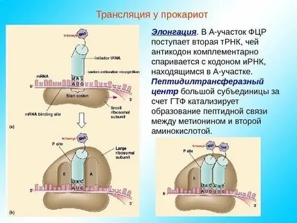 Трансляция гена