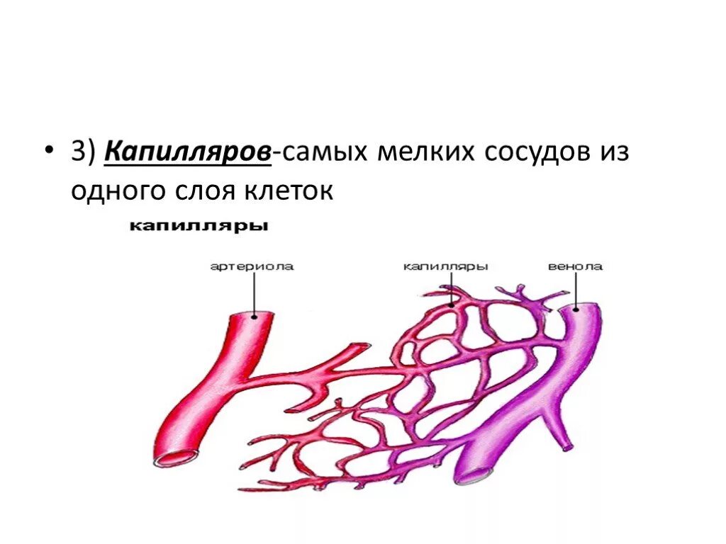 Сосуды состоящие из одного слоя клеток. Слои капилляров.