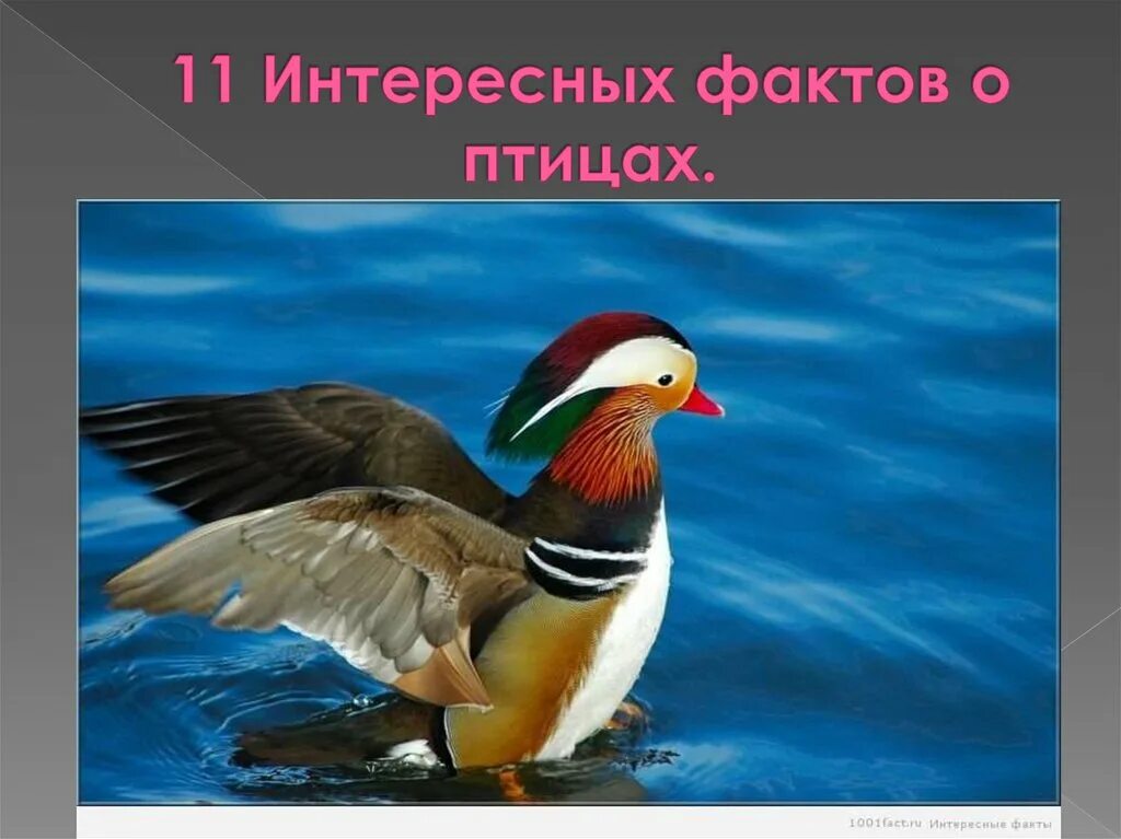 У нашего общительного попугая много