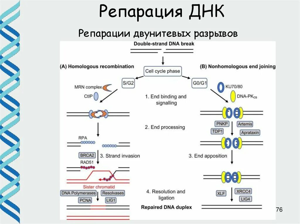 Пример репарации