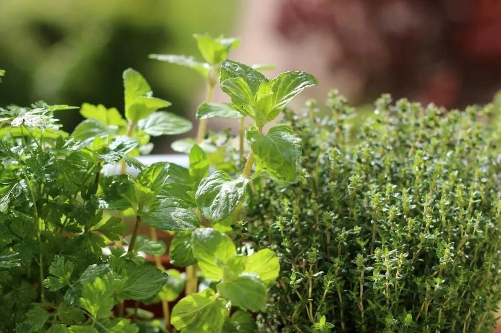 Мята розмарин тимьян. Зелень: мята, тимьян, розмарин, тархун. Растения тимьян мята. Мята тимьян. Мята тимьян.