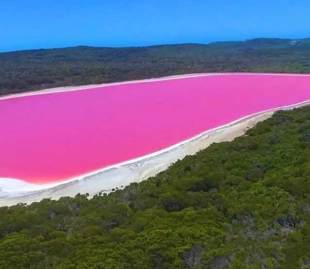 Australia's Pink-Like-Bubble Gum Lake ... Pink lake, Lake hillier, Beautiful pla