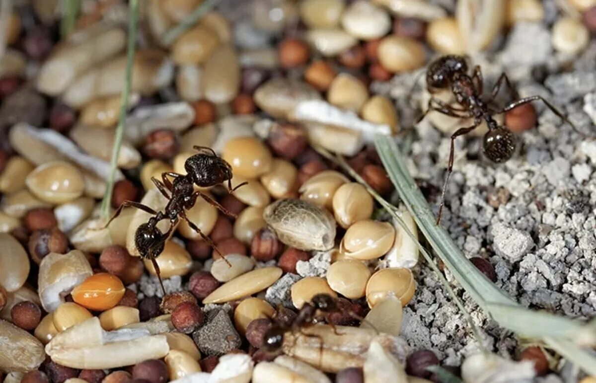 Муравьи жнецы гнездо. Муравей и зерно. Семена питание муравьев. Запасы муравьев.