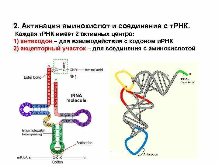 Транспортная РНК образуется. Строение ТРНК Центральная петля. Схема строения молекулы т-РНК. Молекулярная организация ТРНК.