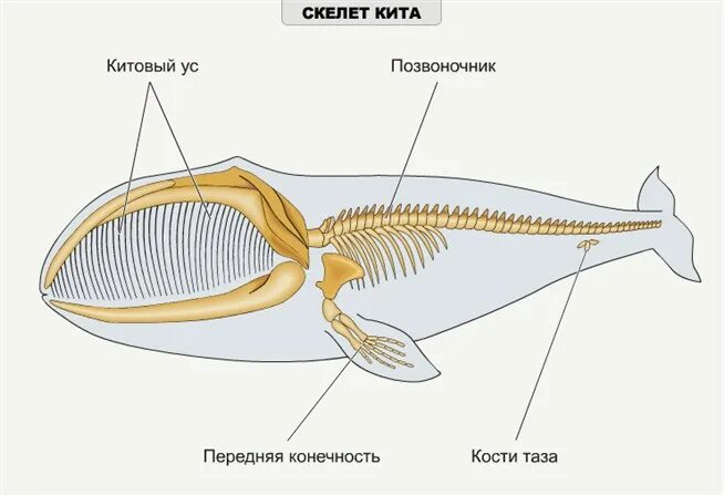 Строение конечностей китообразных. Строение скелета китообразных. Строение конечности кита. Синий кит строение скелета.