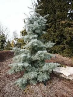 Abies concolor fagerhult