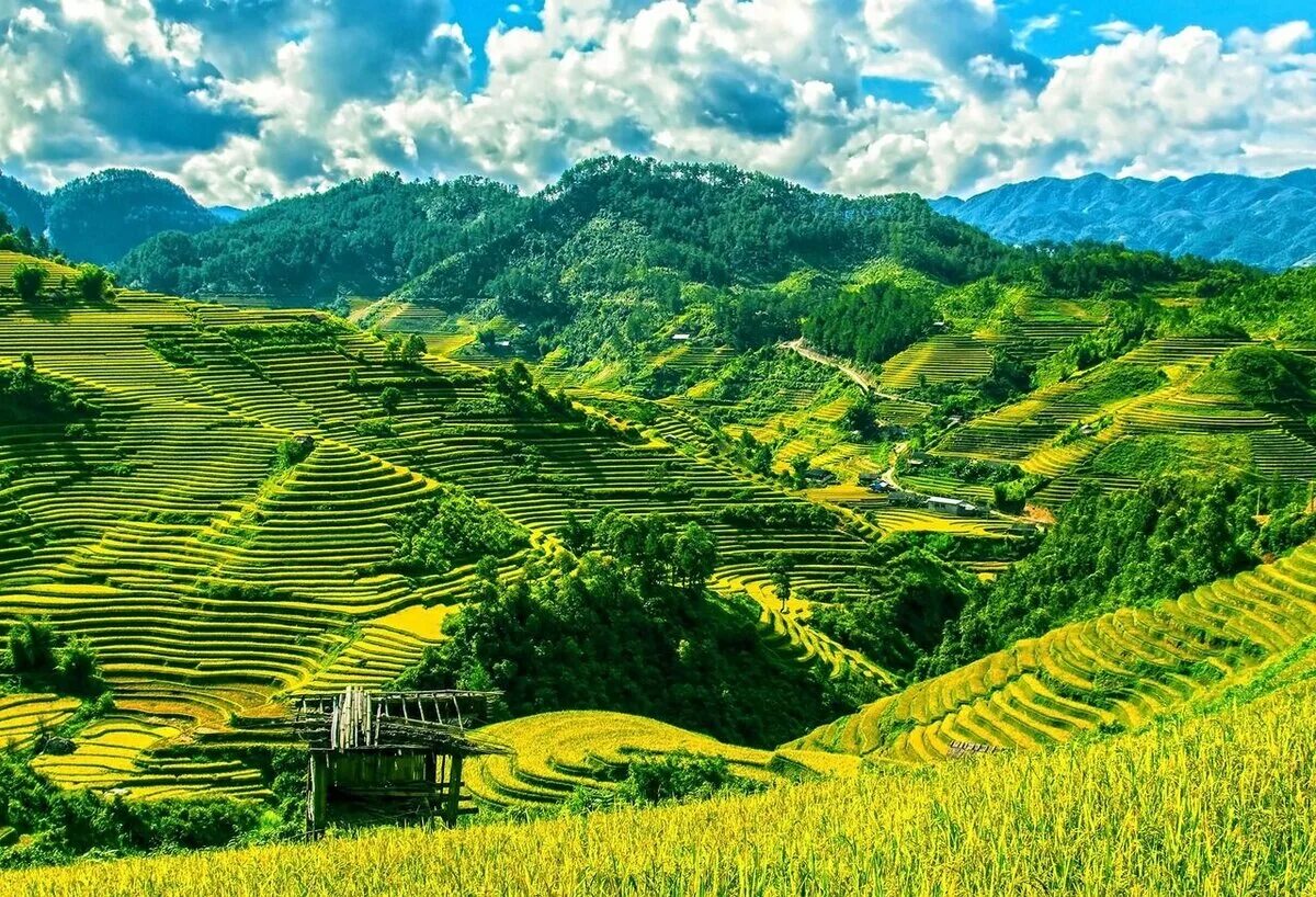 Какая высота великой китайской равнины. Сапа Вьетнам. Рисовые террасы в му Кан чай, Вьетнам. Равнина Бакбо Вьетнама. Террасные рисовые поля Вьетнам.