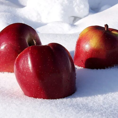 Ремикс яблоня. Муряблоко. Зимний фон фотографии для фотошопа яблоками на снегу. Red Apples on Snow. Муромов - яблоки на снегу (Remix).