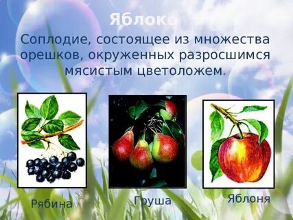 Яблоко сложное или простое