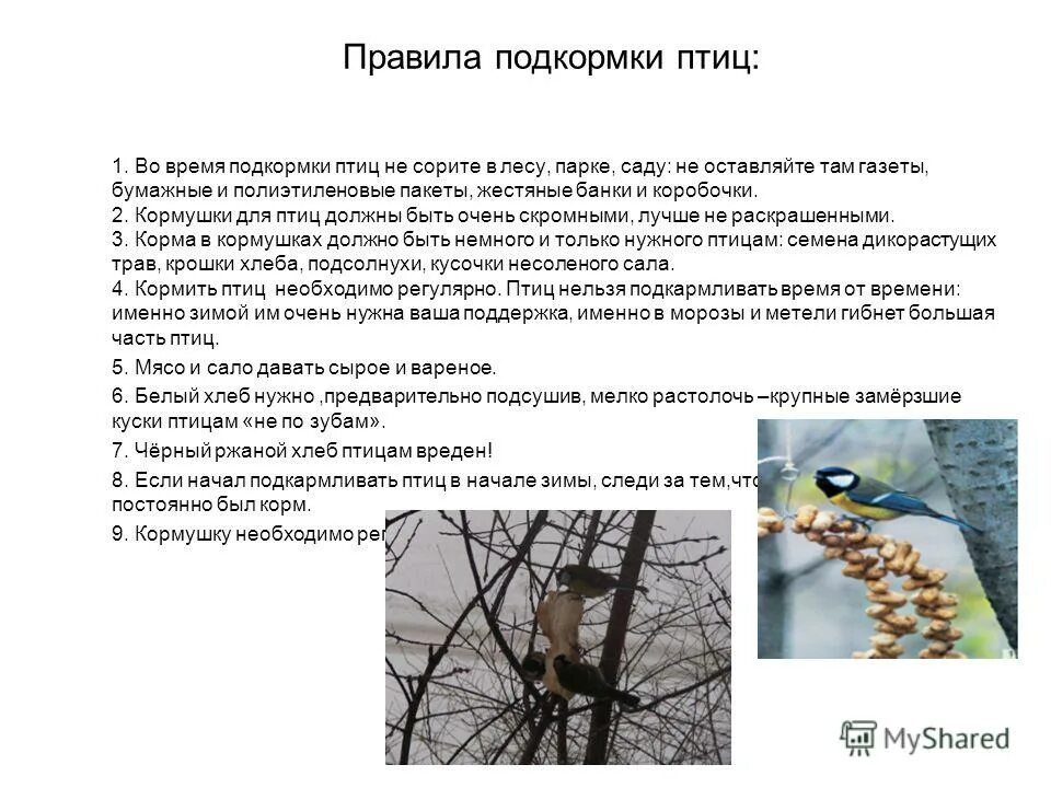 Почему подкармливание птиц в теплое время. Зимняя подкормка птиц. Практическая работа по подкармливанию птиц зимой. Подкормка зимующих птиц. Почему нужно кормить птиц.