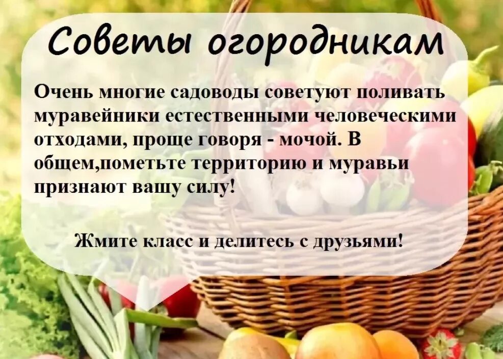 Огород дача советы. Сад и огород полезные советы. полезные советы для огородников. полезные советы для дачников и огородников. советы огородникам.