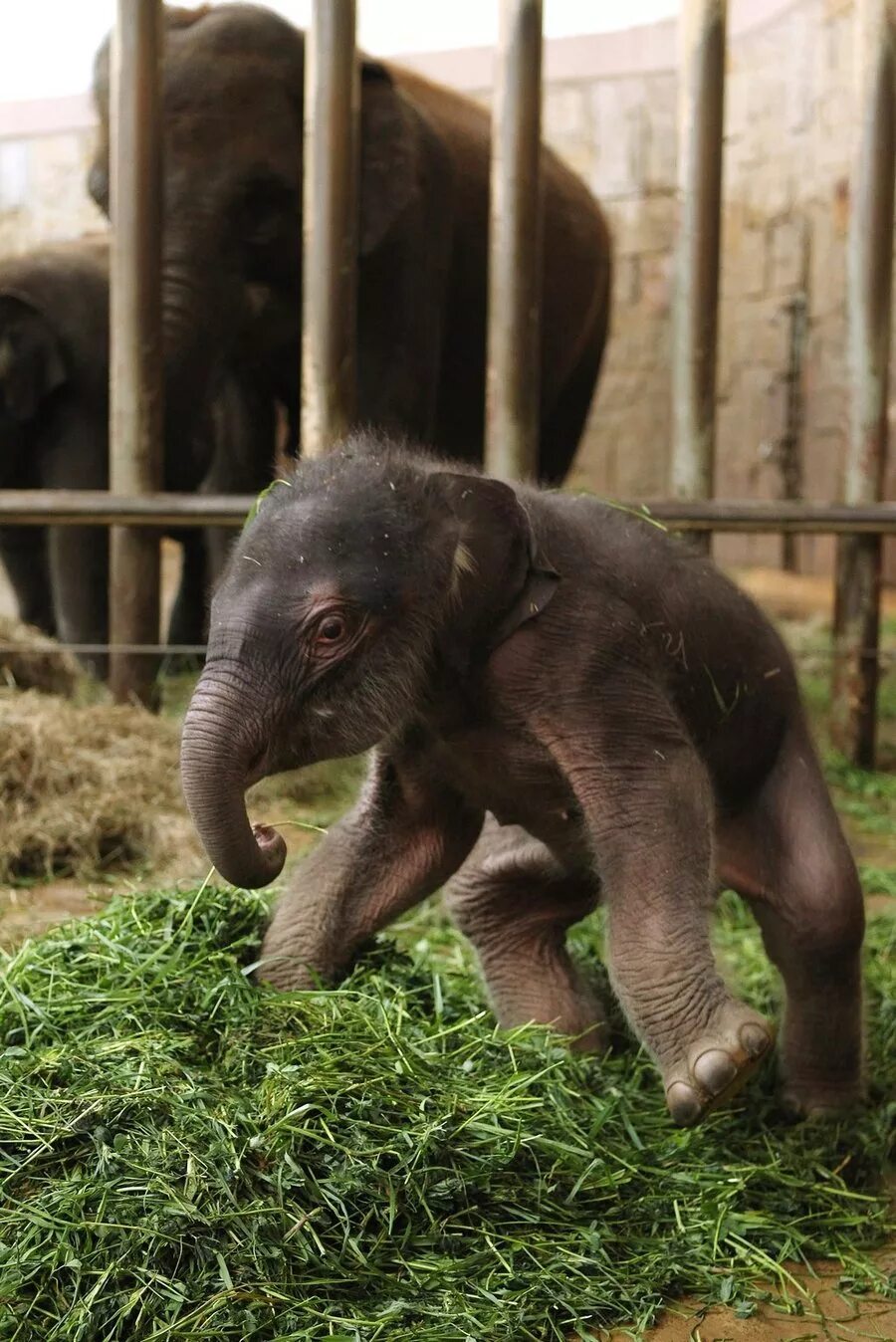 Сколько весит детеныш. Новорождённые Слонята.