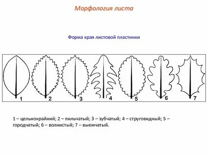 Тип края листа