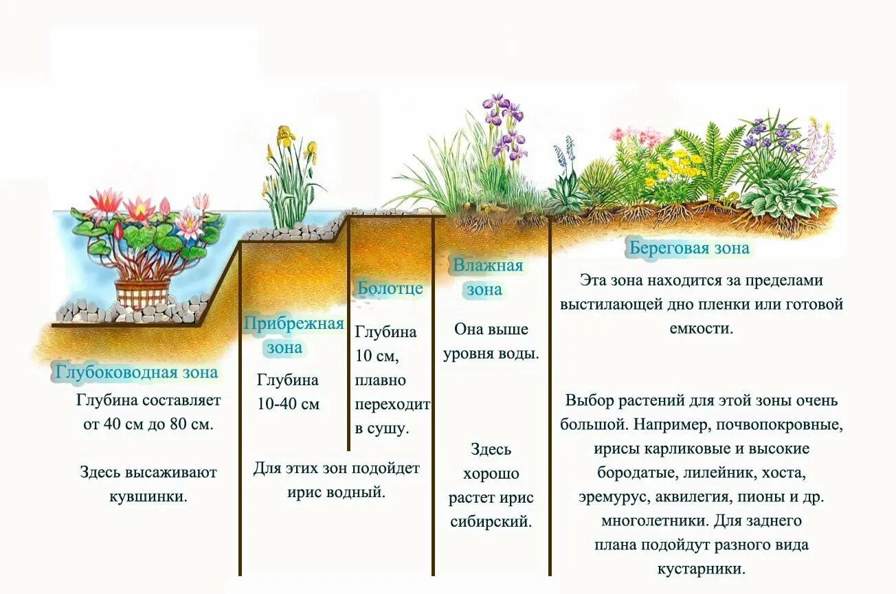 Как определить зону для растений. Схема водного и прибрежного цветника. схема посадки растений у пруда. глубина посадки растений в пруд. растения для искусственного водоема.