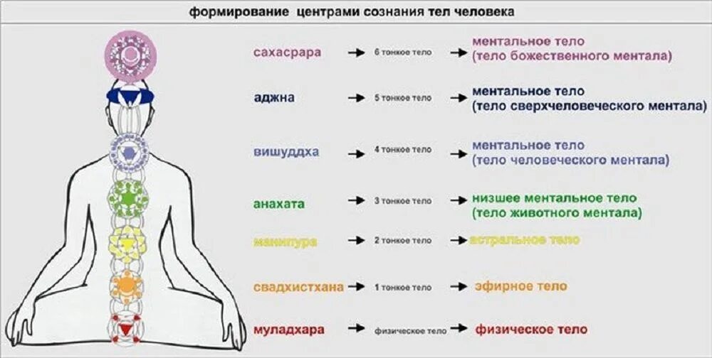 Ментальное определение. Энергетические+чакры+человека+схема. Чакры астрального тела человека. Биоэнергетика человека энергетические центры. Железы внутренней секреции и чакры человека.