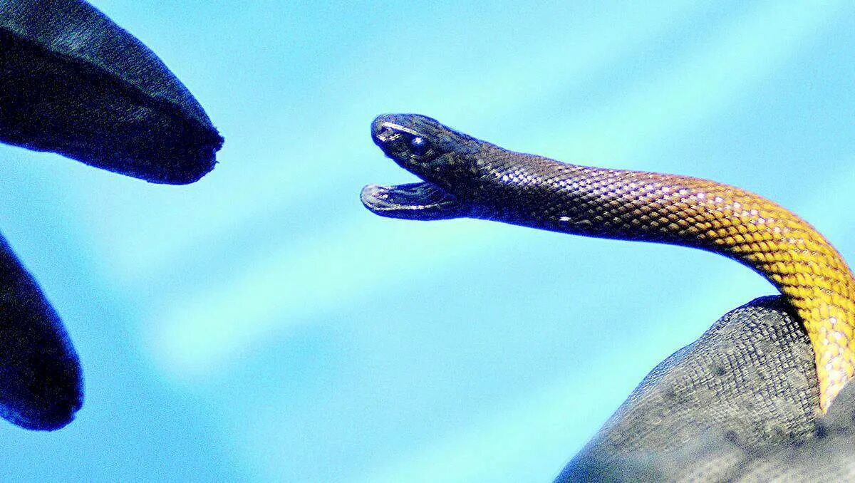 Inland Taipan Snake. Тайпан Маккоя. Яванская бородавчатая змея. Слоновая змея