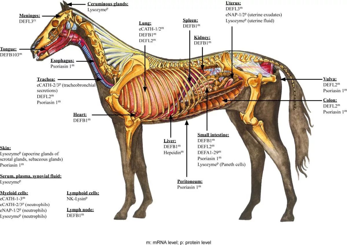 Внутреннее строение органов животных. Анатомия органов лошади спереди. Топография пищеварительной системы лошади. Анатомия лошади внутренние органы. Топографическая анатомия лошади внутренние органы.