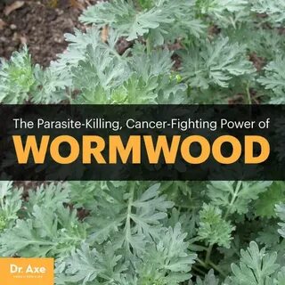 Wormwood перевод