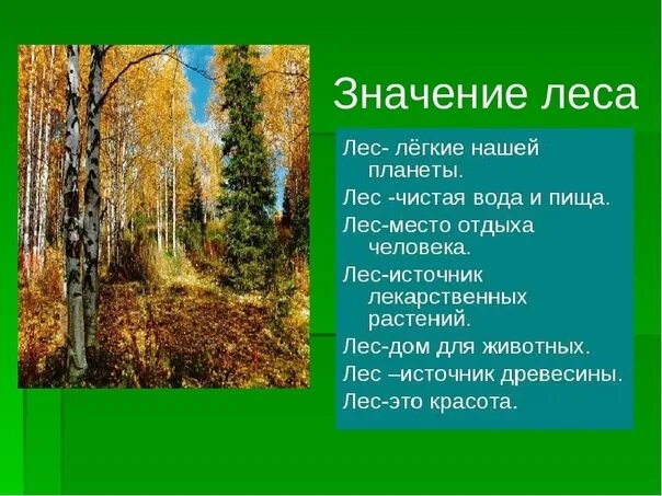 Какова роль леса в жизни человека. Значение леса. Лес в жизни человека. Значимость леса. Значимость леса для человека.