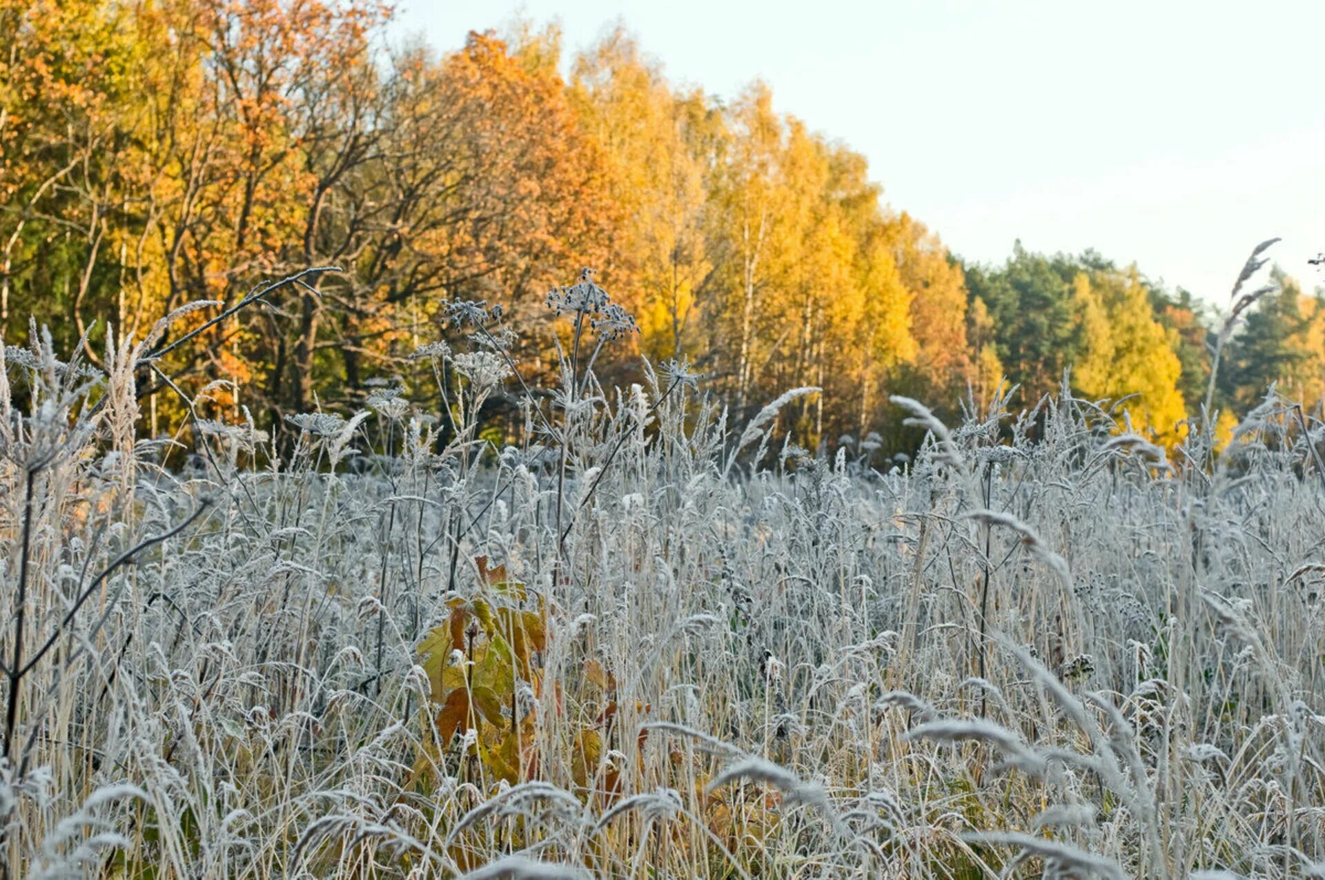 Ранние заморозки. Осенние заморозки. Первые осенние заморозки. Осень первые заморозки. Морозная осень.