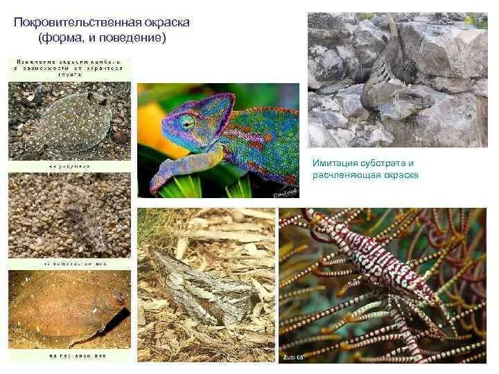 Выберите примеры покровительственной окраски Выберите примеры покровительственной окраски