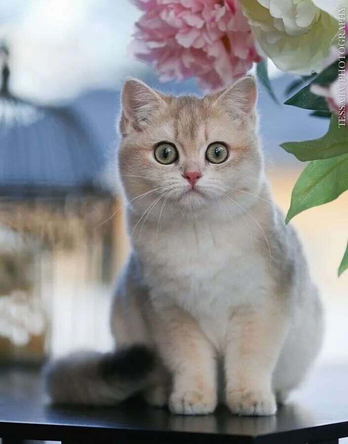 Недорогие кошки. Красивые котята породистые. Британская кошка котенок. Короткошерстные котята. Милые британские кошки.