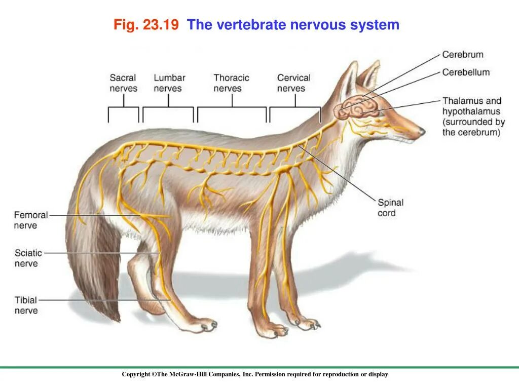 Lymphonodus. Нервная система собаки анатомия. Нервная система спинного мозга собаки. Нервная система млекопитающих собака. Нервная система собаки схема.