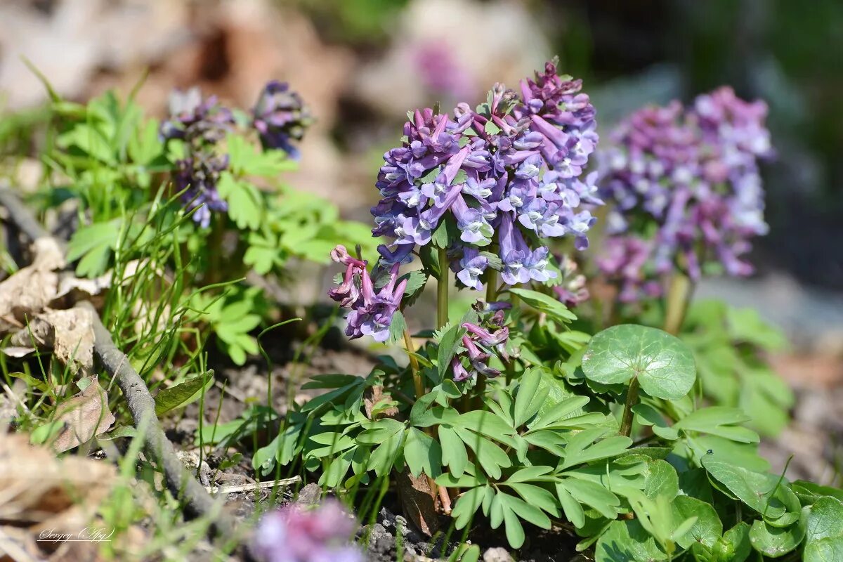 Хохлатка плотная. Хохлатка (Corydalis). Хохлатка Галлера. Хохлатка первоцвет. Хохлатка Cava.