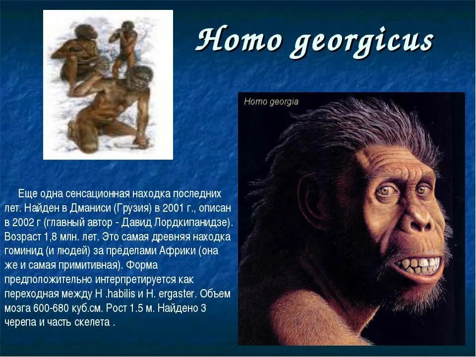 Представители рода homo. Первые представители рода homo. Эволюция человека 11 класс. Первые представители рода homo таблица. Первые представители рода человек