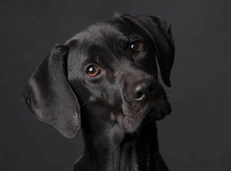 Il cane. 3 собачки. Няшные собачки фото. Educare. Il cane.