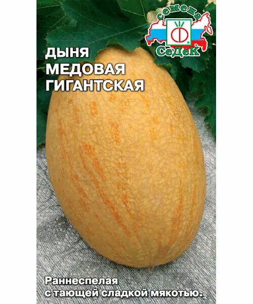 Семена дыня медовая. Дыня медовая f1. Дыня малага f1. Цвет мускатной дыни. Дыня уральский дачник.