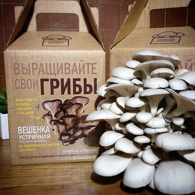 Вёшенка устричная (Pleurotus ostreatus). Вешенка мицелий. Мицелий грибов в коробке. Грибница в коробке. Домашний гриб купить