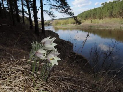 Подснежники смоленск