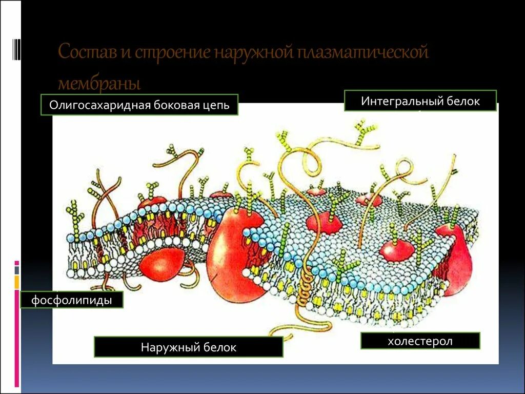 Фосфолипиды плазматической мембраны. Холестерол плазматической мембраны. Белки плазматической мембраны. Строение и состав плазматической мембраны.