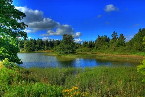 Пейзаж река и лес